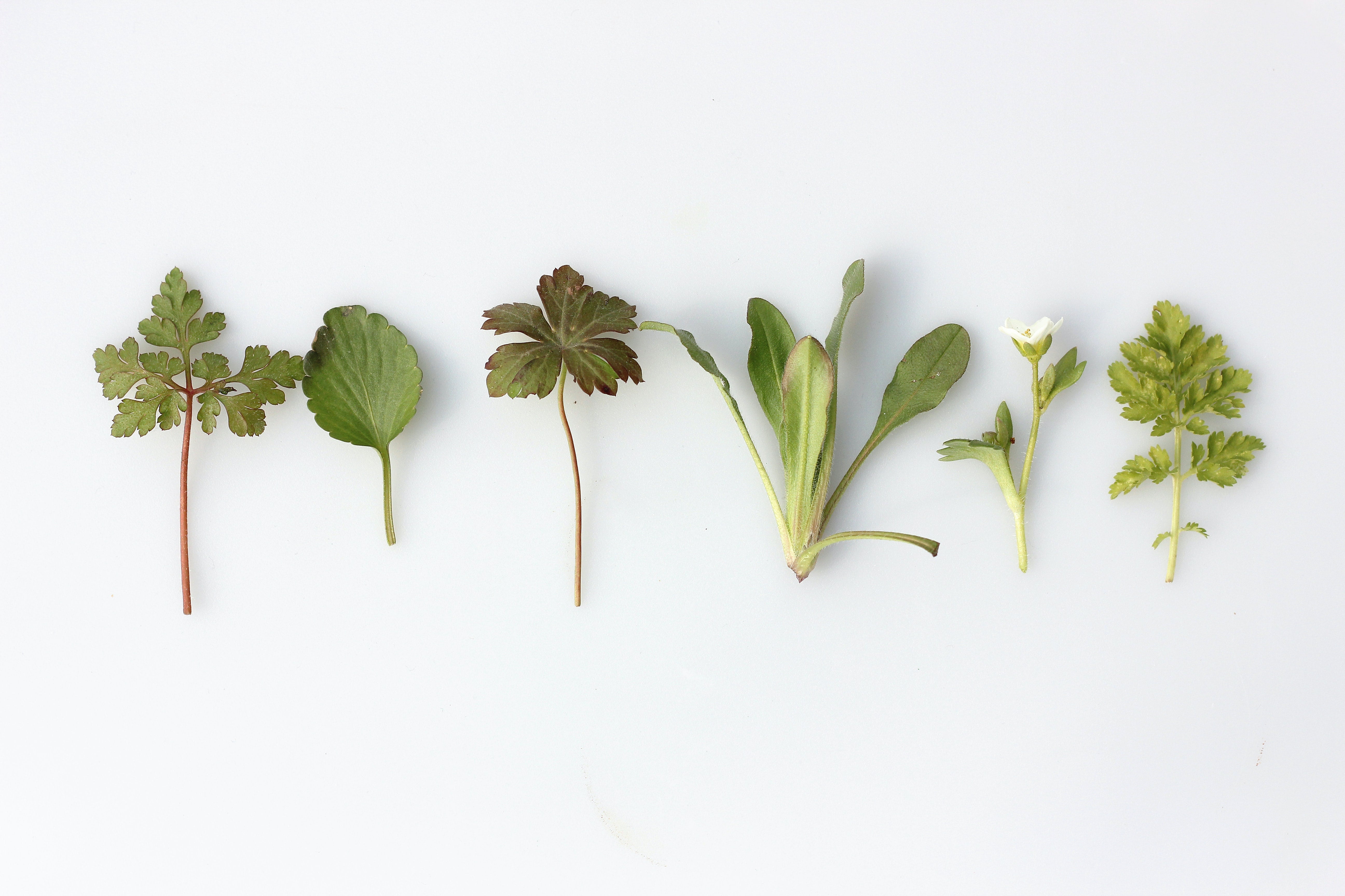 Fruit and Plant Concentrates