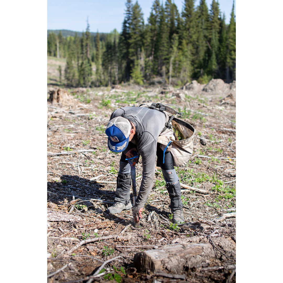 Plant 1 Canadian Tree - Verified by Veritree